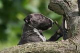 BULL TERRIER MINIATURE 223